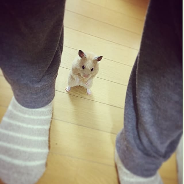 emiさんの実例写真