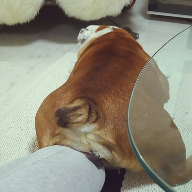 panchobiさんの実例写真