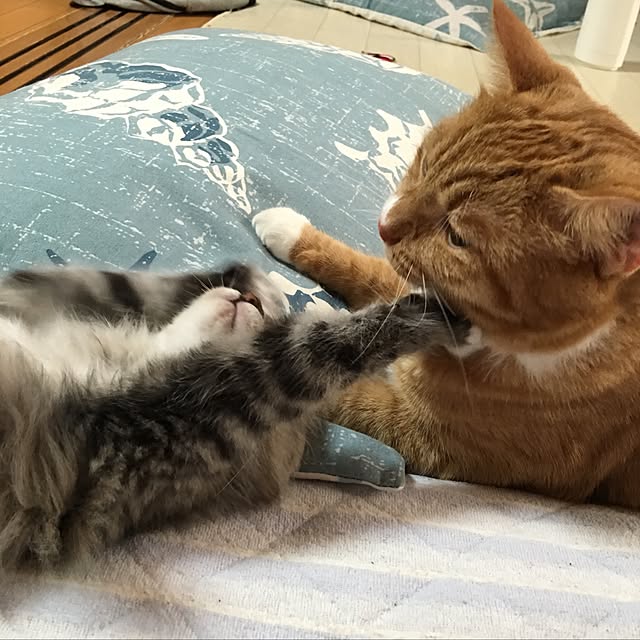 CATさんの実例写真