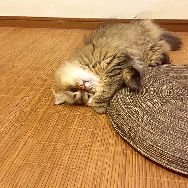 butachanさんの実例写真