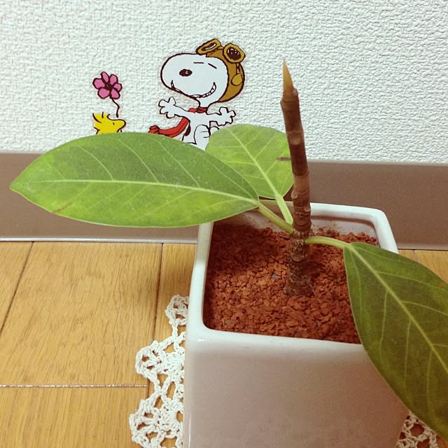 Kuuuuさんの実例写真