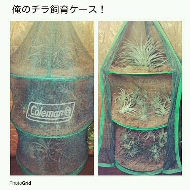 Plantexhibitionhallさんの実例写真