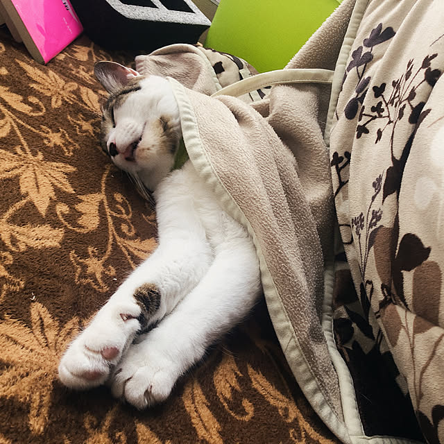 yukimiさんの実例写真