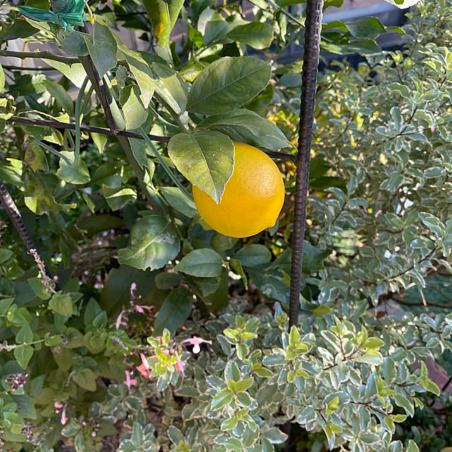 ronronさんの部屋