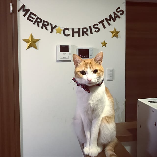 mofumofu292930さんの実例写真