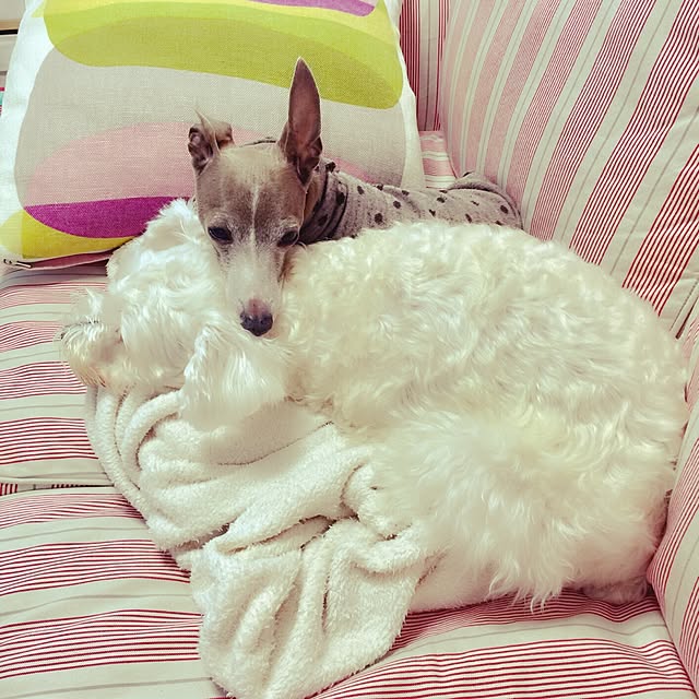 suzyさんの実例写真