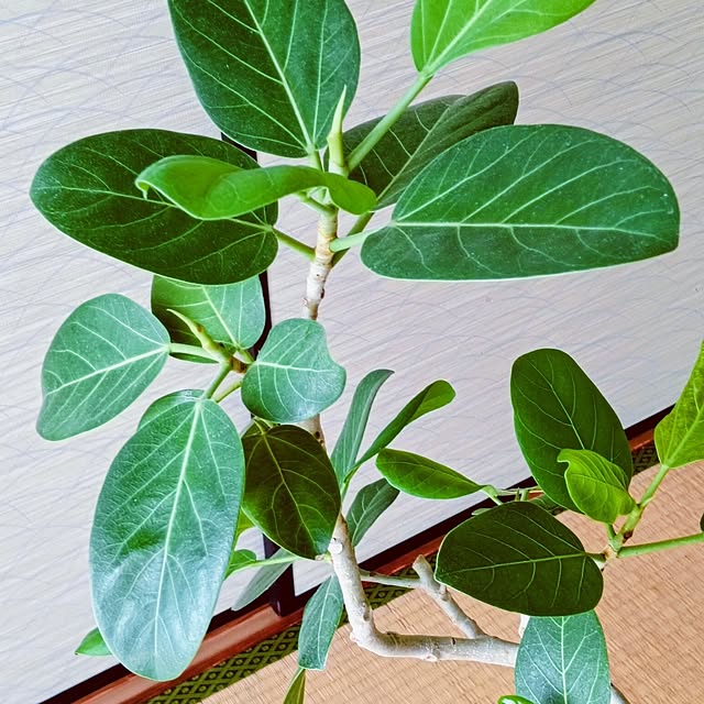 hanachanさんの実例写真