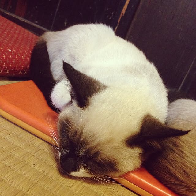 実例写真