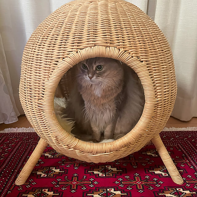 shihoさんの実例写真