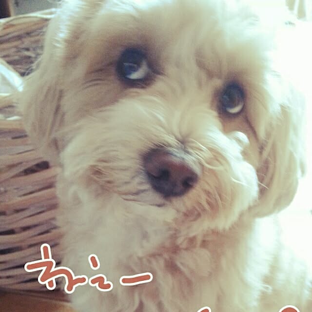 makaronさんの実例写真