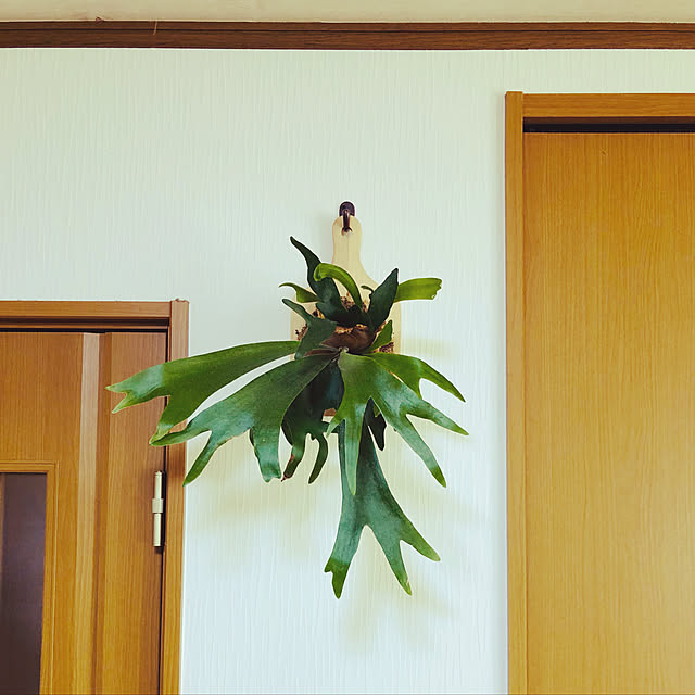 harugiさんの実例写真