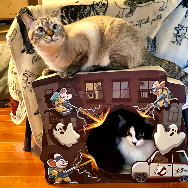 butachanさんの実例写真