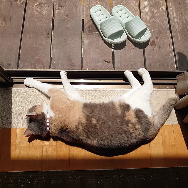 fukuさんの実例写真