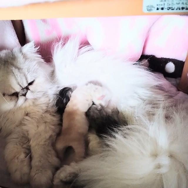 makaronさんの実例写真