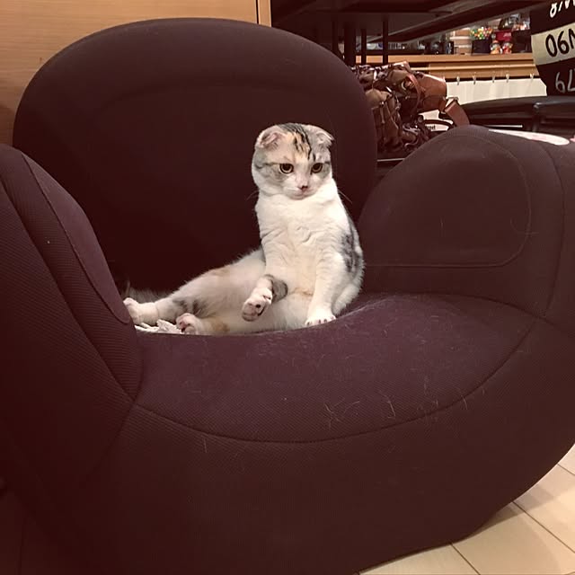 yokkochanさんの実例写真
