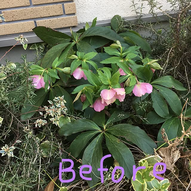 gappeさんの実例写真