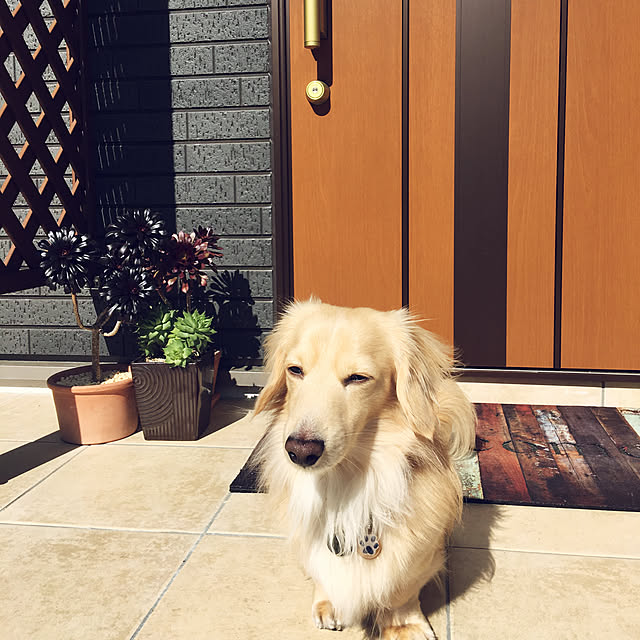 Rabitterさんの実例写真