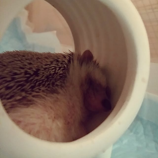 kuruさんの実例写真