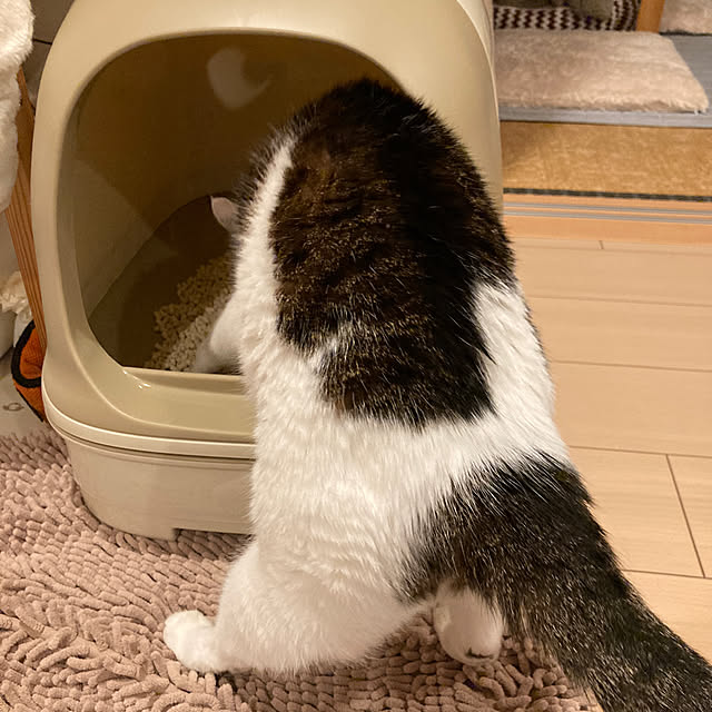 Gomaさんの部屋