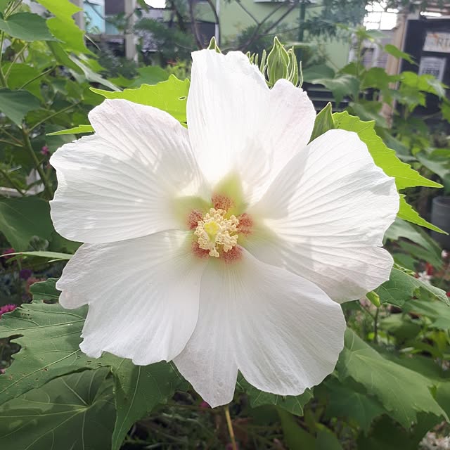 min_nimさんの実例写真