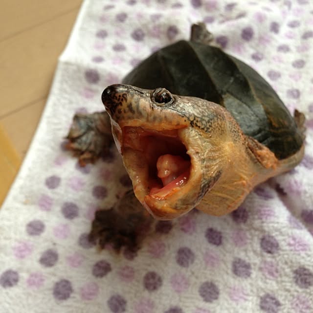 Masakiさんの実例写真