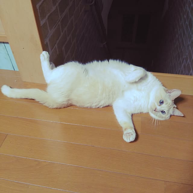 posauruさんの実例写真