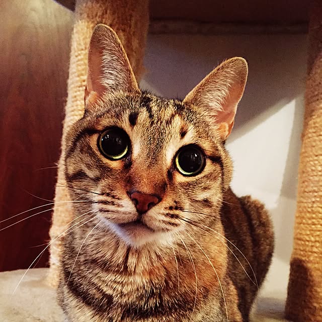 bowbowcoさんの実例写真