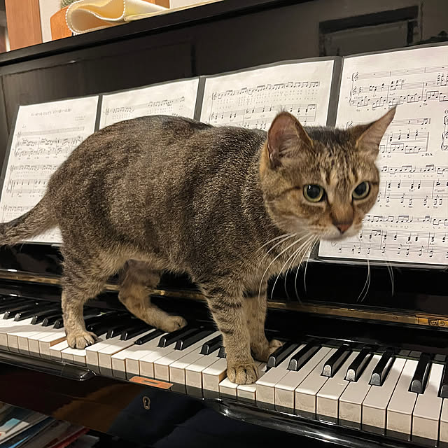 yoshibuさんの実例写真