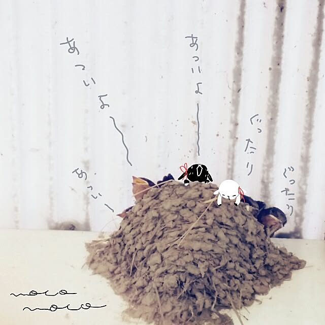 moco-mocoさんの実例写真