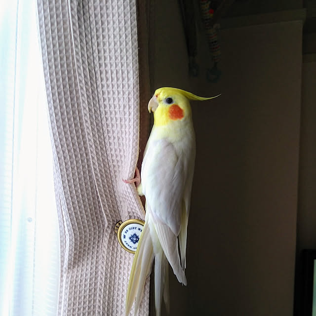 toratanさんの実例写真