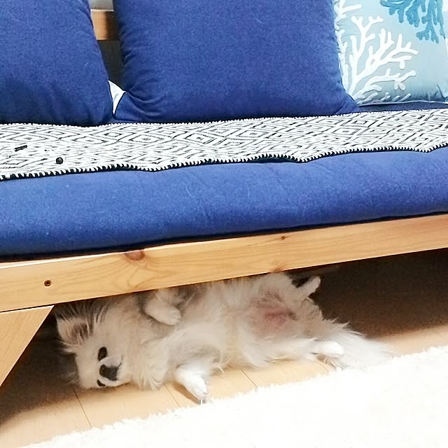 7shellさんの実例写真