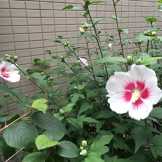 happy-sachiさんの実例写真