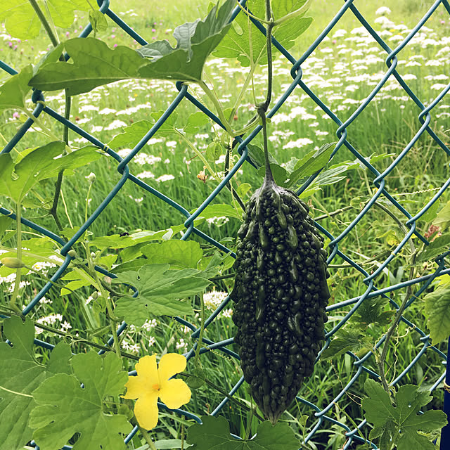 cactus0610さんの実例写真