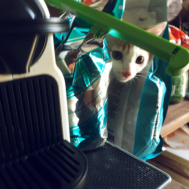 まだ探索中/ねこと暮らす/ねこのきもち/キッチンのインテリア実例 - 2019-08-03 18:15:15