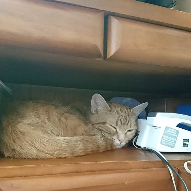 shinobuさんの実例写真