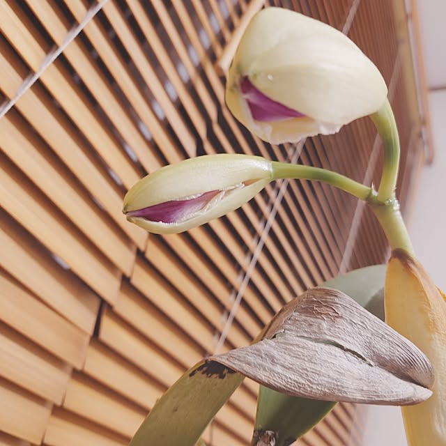 merirynさんの部屋