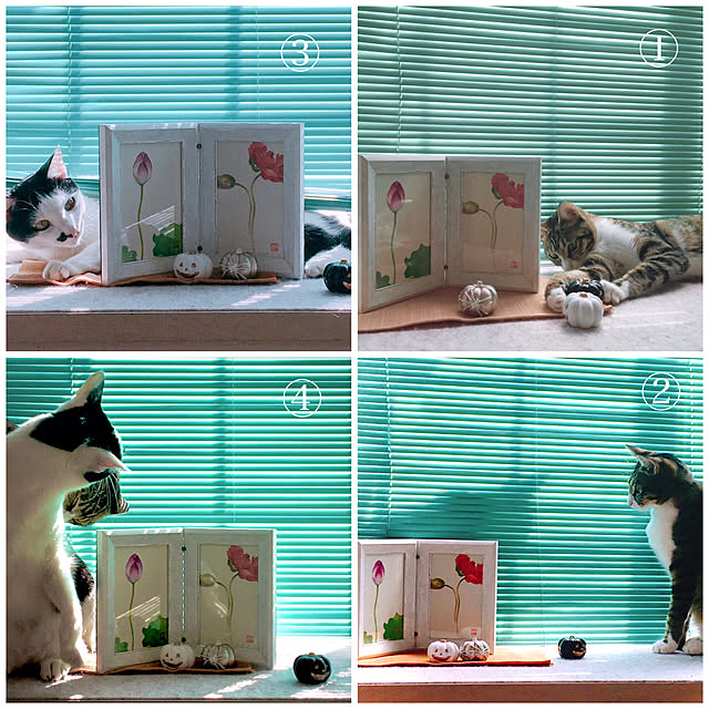 nobikoさんの実例写真