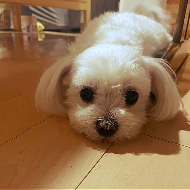 emaryさんの実例写真