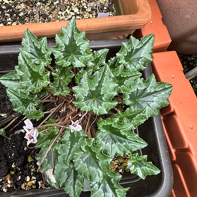 mamizaさんの部屋