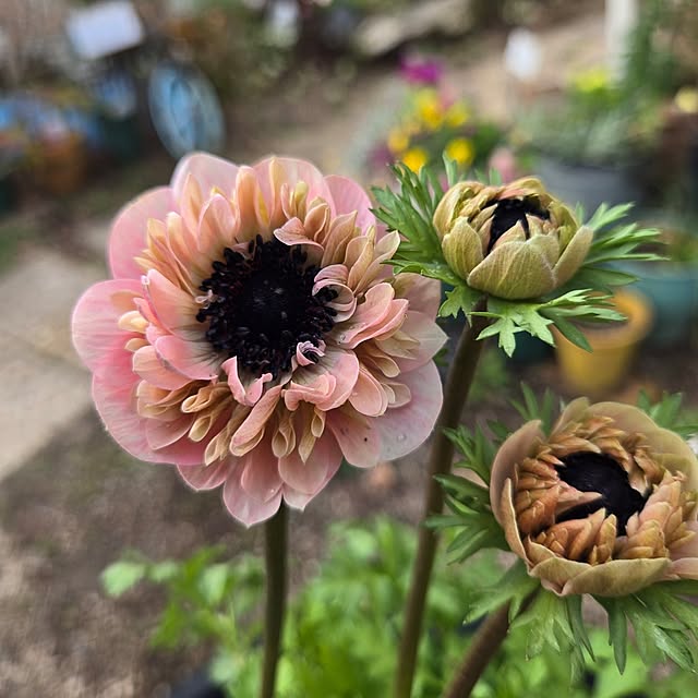 min_nimさんの実例写真