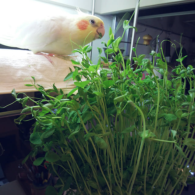 pontaさんの実例写真