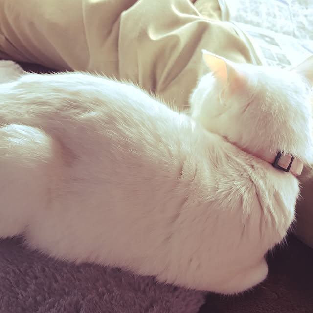 siroさんの実例写真