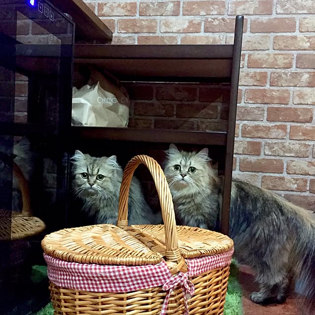 butachanさんの実例写真