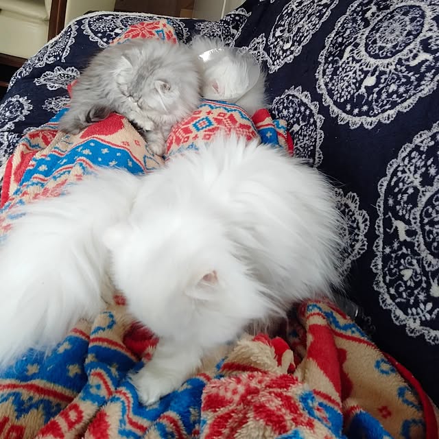 makaronさんの実例写真