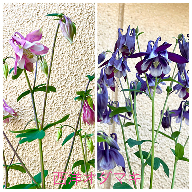 asako.10さんの実例写真