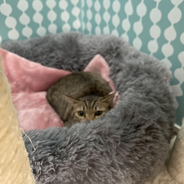 Sivaさんの実例写真