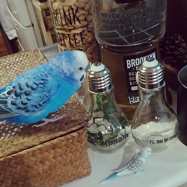 opiopiopiさんの実例写真