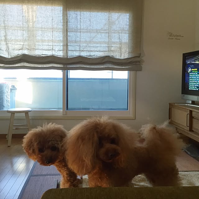 cotayuzuさんの実例写真