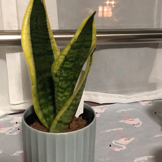 keikuさんの実例写真