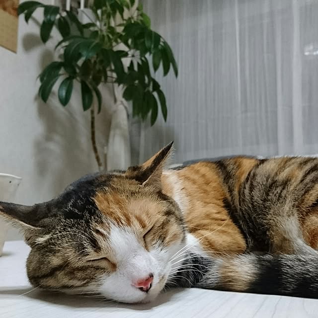 taleo07さんの実例写真